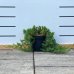 Borievka pobrežná (Juniperus conferta) ´BLUE PACIFIC´ – ⌀ 50-80 cm, kont. C3L